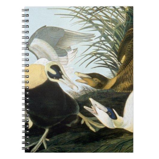 Audubon: Eider Duck Notitieboek (Voorkant)