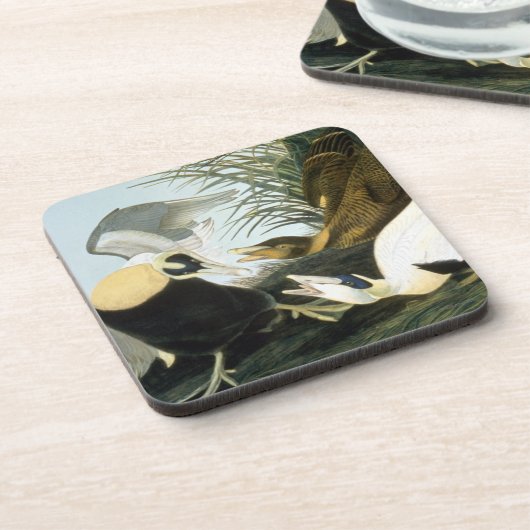 Audubon: Eider Duck Onderzetter (Linkerzijde)