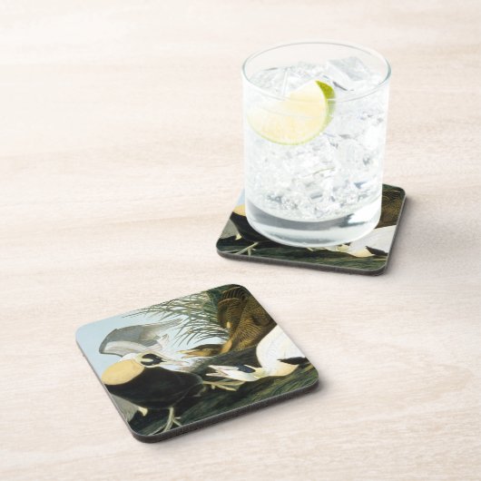 Audubon: Eider Duck Onderzetter (Rechterzijde)