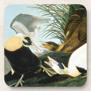 Audubon: Eider Duck Onderzetter