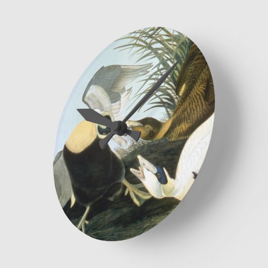 Audubon: Eider Duck Ronde Klok (Hoek)