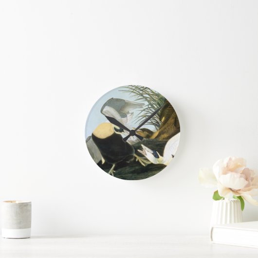 Audubon: Eider Duck Ronde Klok (Huis)