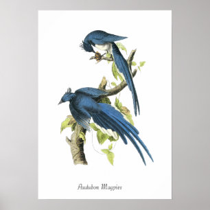 Audubon Eksters Vogel Poster