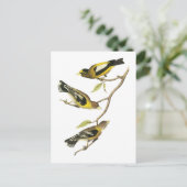 Audubon Evening Grosbeak Briefkaart (Staand voorkant)