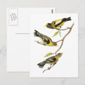 Audubon Evening Grosbeak Briefkaart (Voorkant / Achterkant)