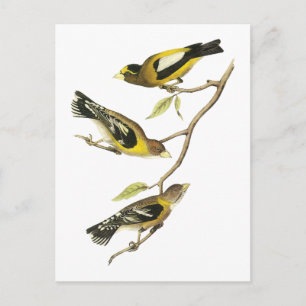 Audubon Evening Grosbeak Briefkaart