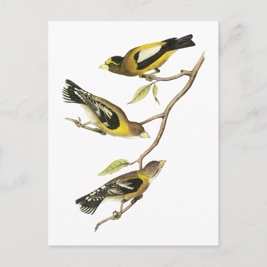 Audubon Evening Grosbeak Briefkaart (Voorkant)