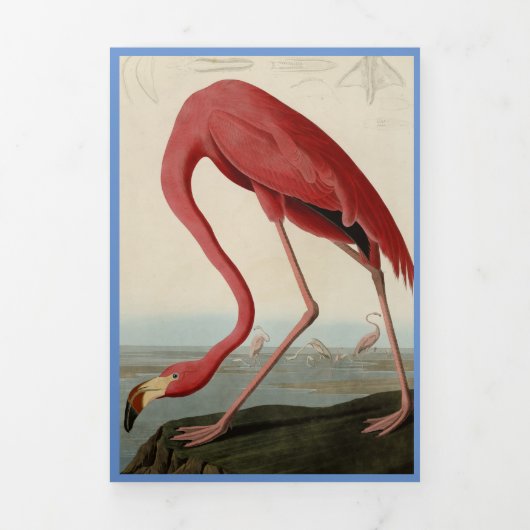 Audubon Flamingo Bird Print Sjabloon (Cover)