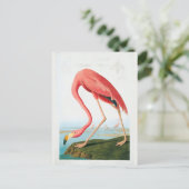 Audubon Flamingo Briefkaart (Staand voorkant)