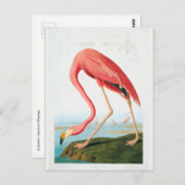 Audubon Flamingo Briefkaart (Voorkant / Achterkant)