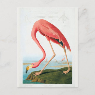 Audubon Flamingo Briefkaart