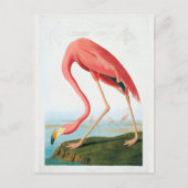 Audubon Flamingo Briefkaart (Voorkant)