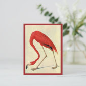 Audubon Flamingo Briefkaart (Staand voorkant)