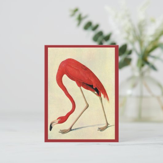 Audubon Flamingo Briefkaart (Staand voorkant)