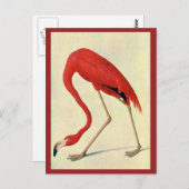 Audubon Flamingo Briefkaart (Voorkant / Achterkant)