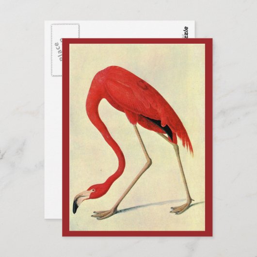 Audubon Flamingo Briefkaart (Voorkant / Achterkant)