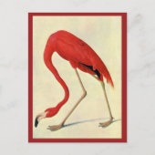 Audubon Flamingo Briefkaart (Voorkant)