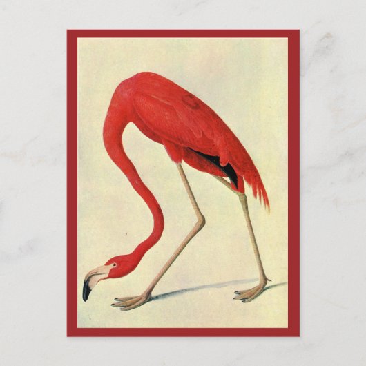 Audubon Flamingo Briefkaart (Voorkant)