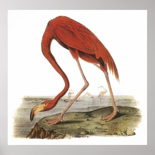 Audubon Flamingo Poster (Voorkant)