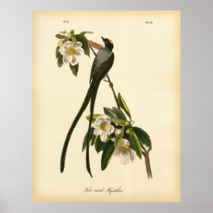 Audubon Floral Bird Fork tailed Flycatcher Poster