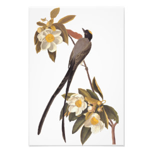 Audubon Fork-Tailed Flycatcher Bird Art Foto Afdruk