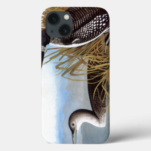 Audubon: Gemeenschappelijke Duiker iPhone 13 Hoesje