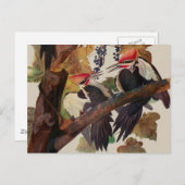 Audubon gepileerde specht vogelschilderij briefkaart (Voorkant / Achterkant)