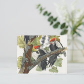 Audubon gepileerde specht vogelschilderij briefkaart (Staand voorkant)