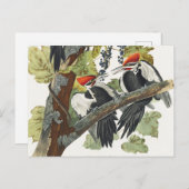 Audubon gepileerde specht vogelschilderij briefkaart (Voorkant / Achterkant)