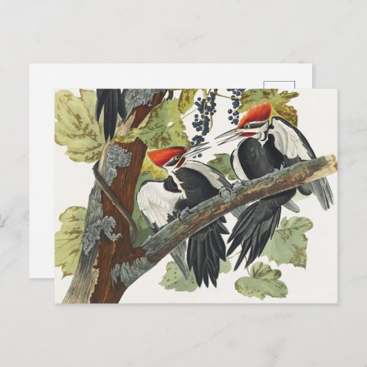 Audubon gepileerde specht vogelschilderij briefkaart (Voorkant / Achterkant)