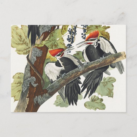 Audubon gepileerde specht vogelschilderij briefkaart (Voorkant)