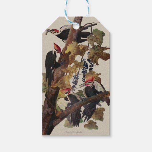 Audubon gepileerde specht vogelschilderij cadeaulabel (Voorkant)