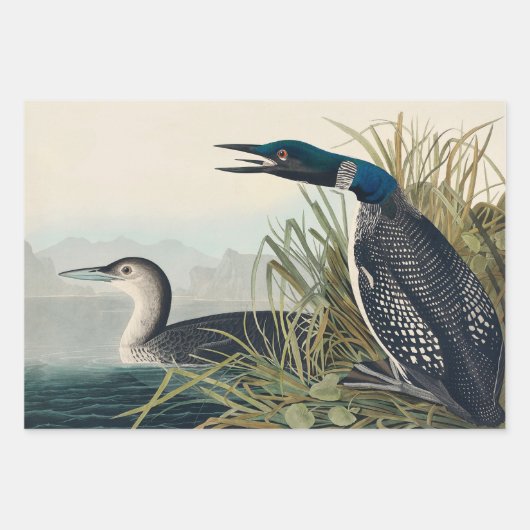 Audubon gepileerde specht vogelschilderij inpakpapier vel (Voorkant 3)