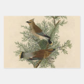 Audubon gepileerde specht vogelschilderij inpakpapier vel (Voorkant 2)