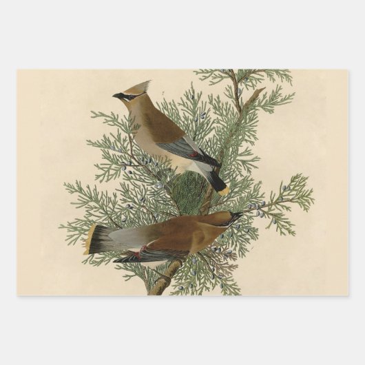 Audubon gepileerde specht vogelschilderij inpakpapier vel (Voorkant 2)