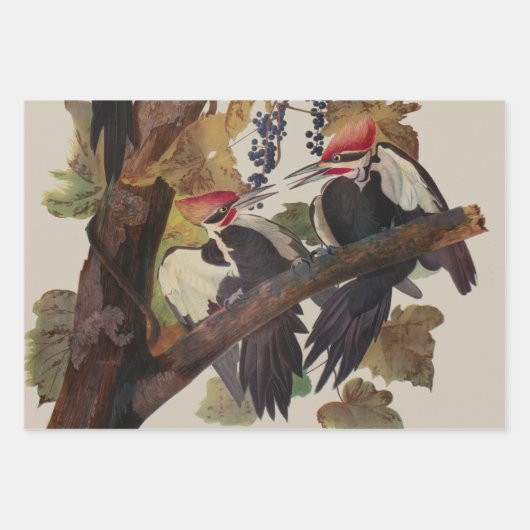 Audubon gepileerde specht vogelschilderij inpakpapier vel (Voorkant)