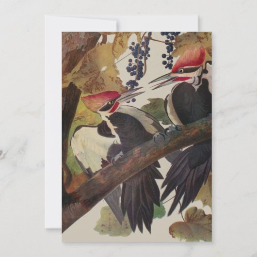 Audubon gepileerde specht vogelschilderij kaart (Achterkant)