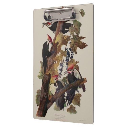 Audubon gepileerde specht vogelschilderij klembord (Links)