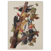 Audubon gepileerde specht vogelschilderij klembord (Achterkant)