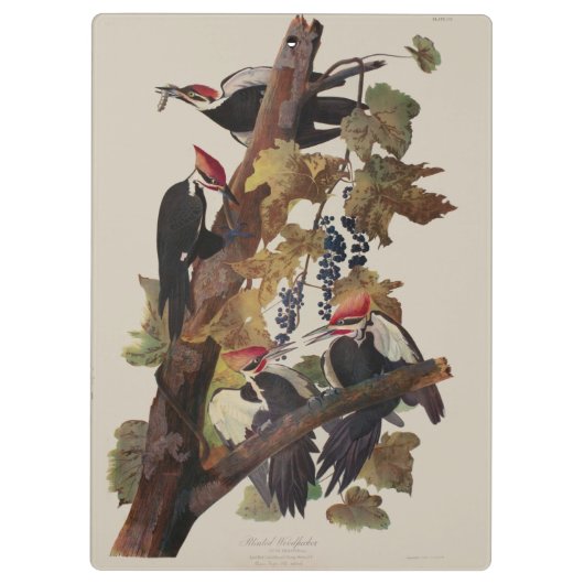 Audubon gepileerde specht vogelschilderij klembord (Achterkant)