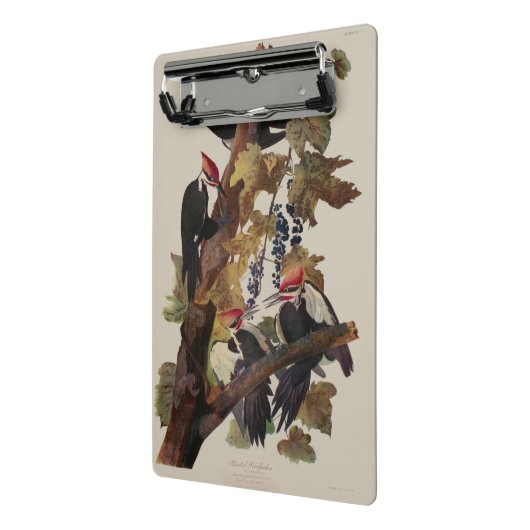 Audubon gepileerde specht vogelschilderij mini klembord (Angled2)