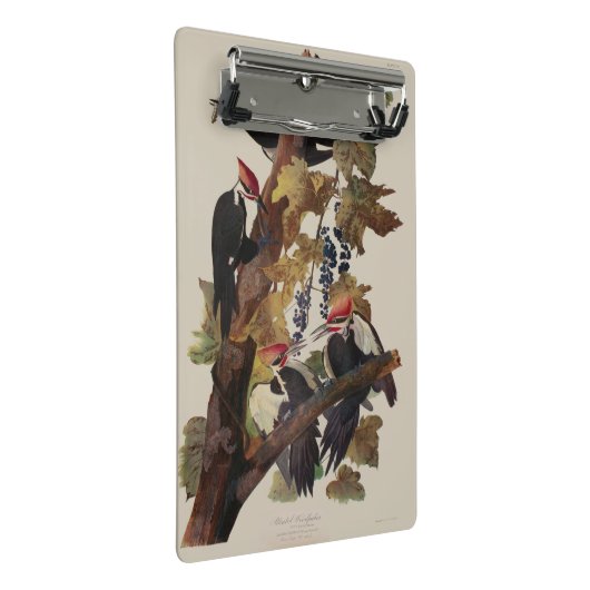Audubon gepileerde specht vogelschilderij mini klembord (Schuin)