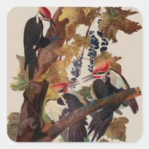 Audubon gepileerde specht vogelschilderij vierkante sticker