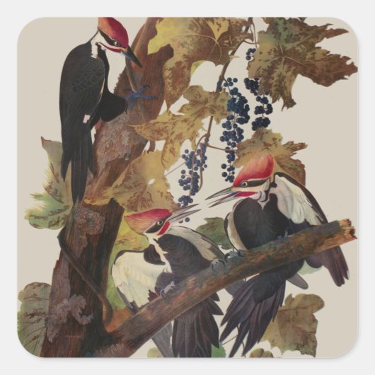 Audubon gepileerde specht vogelschilderij vierkante sticker (Voorkant)