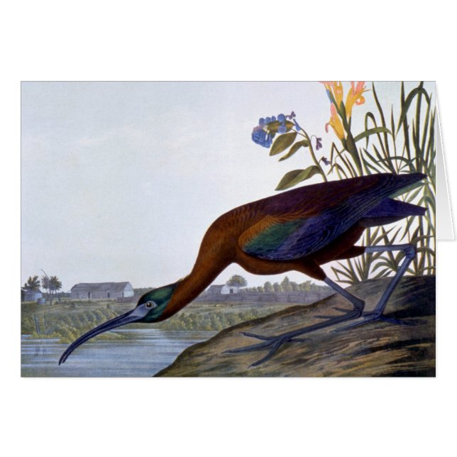 Audubon: Glossy Ibis (Voorkant Horizontaal)
