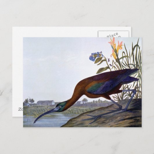 Audubon: Glossy Ibis Briefkaart (Voorkant / Achterkant)