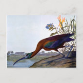 Audubon: Glossy Ibis Briefkaart (Voorkant)
