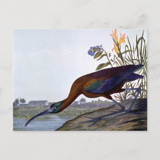 Audubon: Glossy Ibis Briefkaart (Voorkant)
