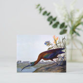 Audubon: Glossy Ibis Briefkaart (Staand voorkant)