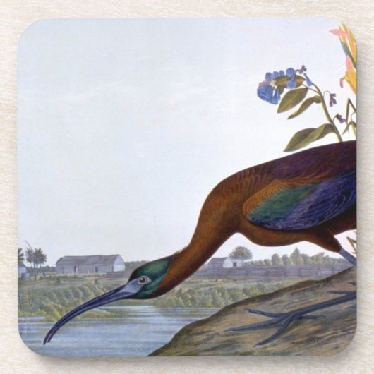 Audubon: Glossy Ibis Onderzetter (Voorkant)